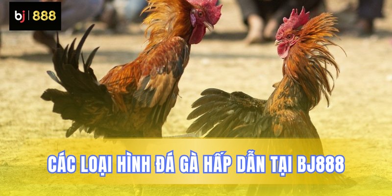 Các kiểu đá gà đặc sắc nhất BJ888 Các kiểu đá gà đặc sắc nhất BJ888