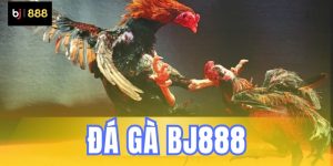 Đá gà BJ888