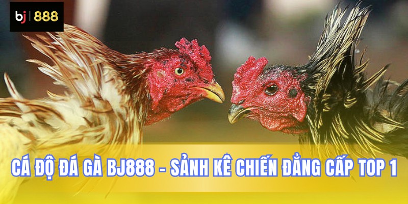 BJ888 đấu trường gà chiến số một khu vực
