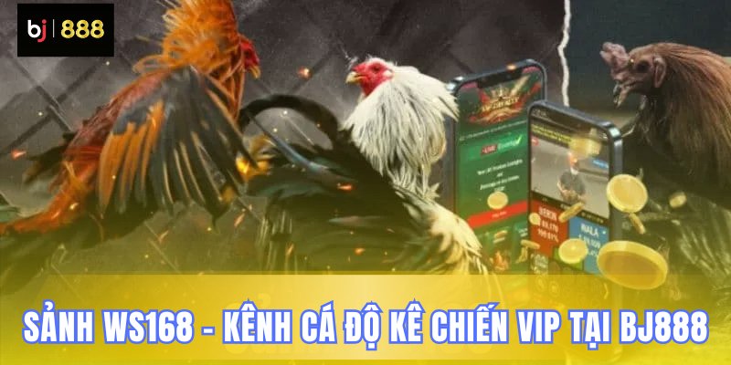 WS168 kênh đặc quyền đá gà BJ888