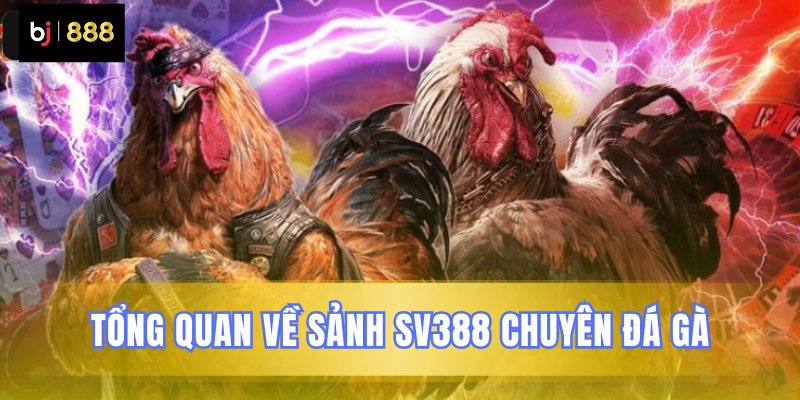 Tổng quan về địa chỉ đá gà SV388